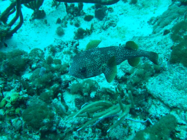 dscf2265.jpg