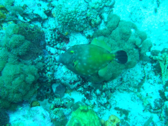 dscf2275.jpg