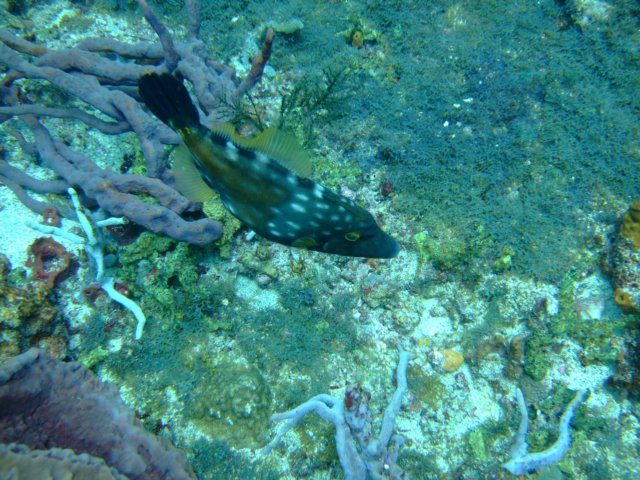 dscf2294.jpg