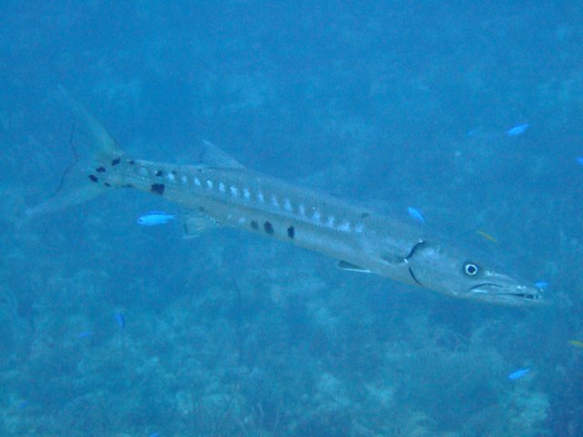 dscf2865.jpg