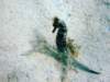 seahorse1_small.jpg