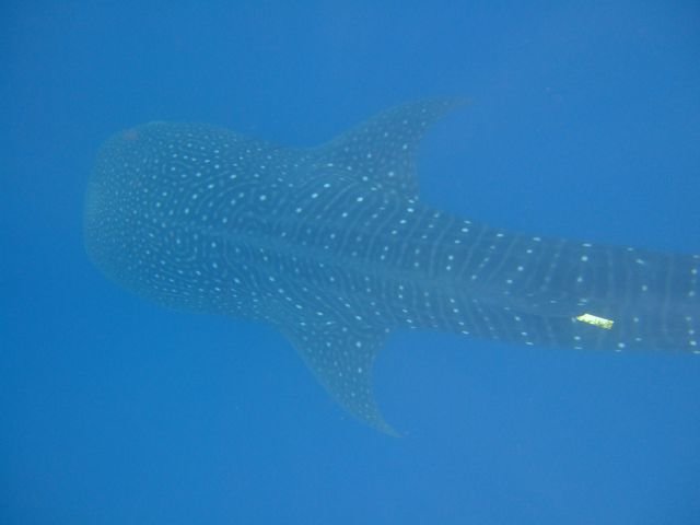 whaleshark1_small.jpg