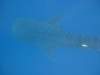 whaleshark1_small_small.jpg