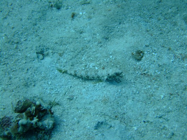 dscf3263.jpg