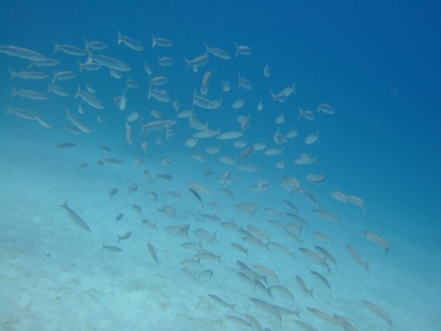 dscf3337.jpg