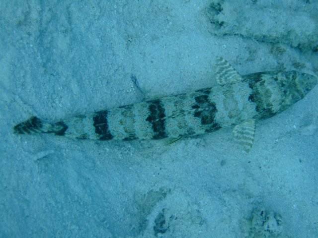 dscf3345.jpg