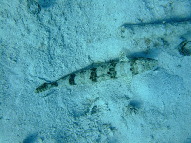 dscf3346.jpg